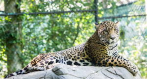 A leopard is laying on the ground in its habitat.