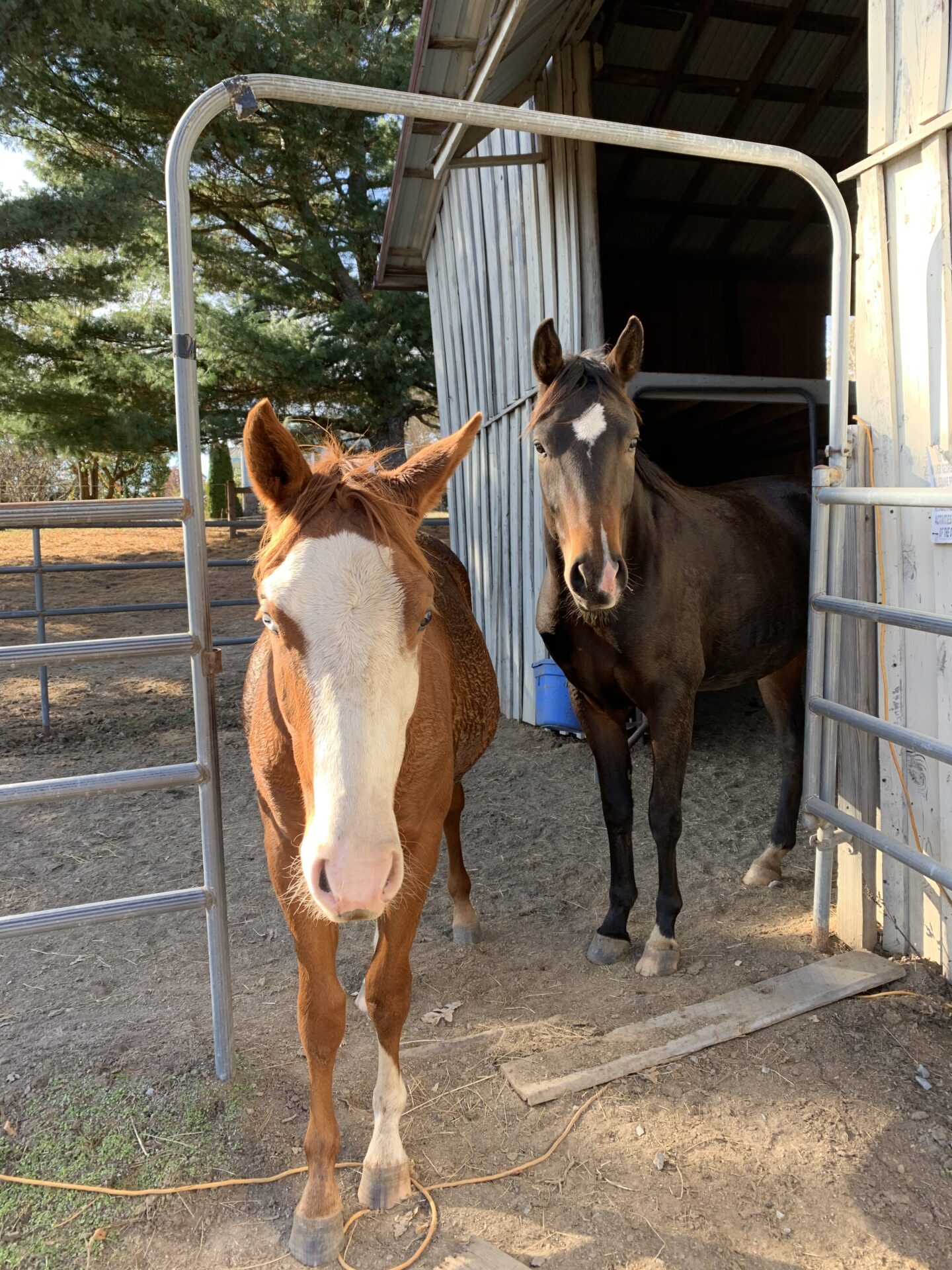 Two horses standing in a pen next to each other.