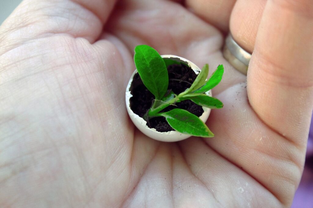 A person holding a small plant in a cup.