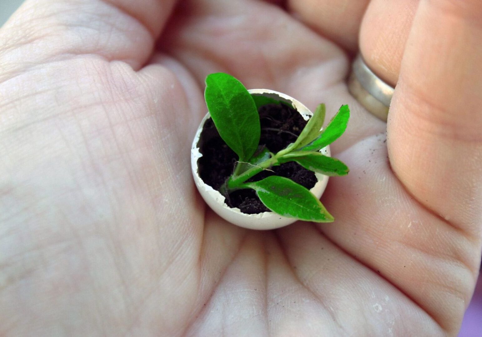 fm=f_115391 A person holding a small plant in a cup.